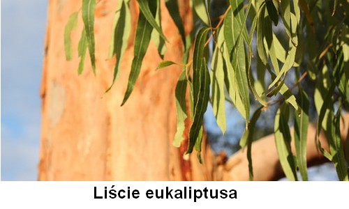 Cudowne działanie liści eukaliptusa