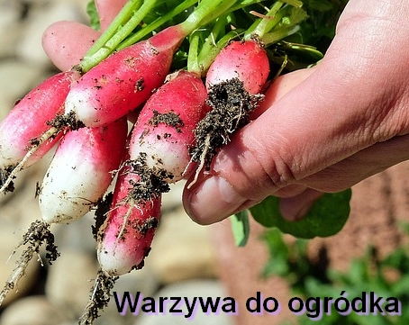 Ogródek warzywny